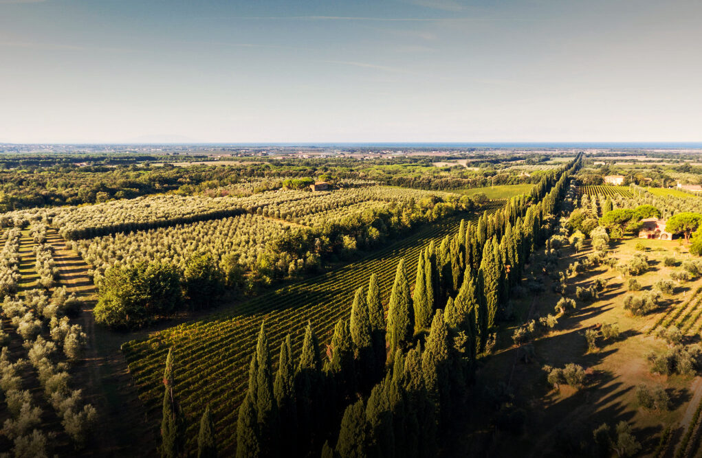 bolgheri