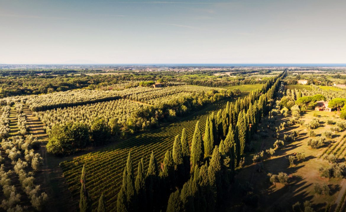 bolgheri