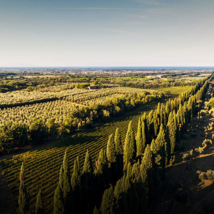 bolgheri