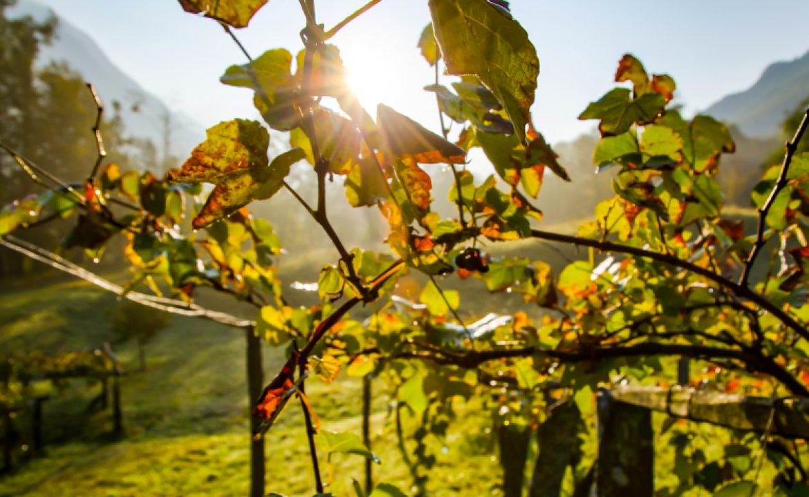 vitis-vinifera