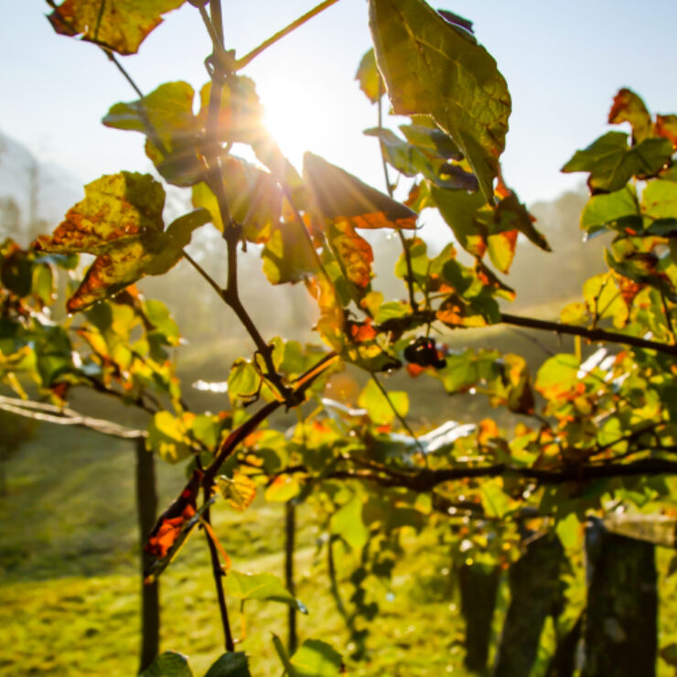 vitis-vinifera
