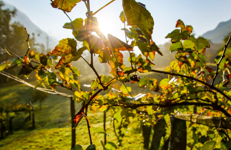 vitis-vinifera